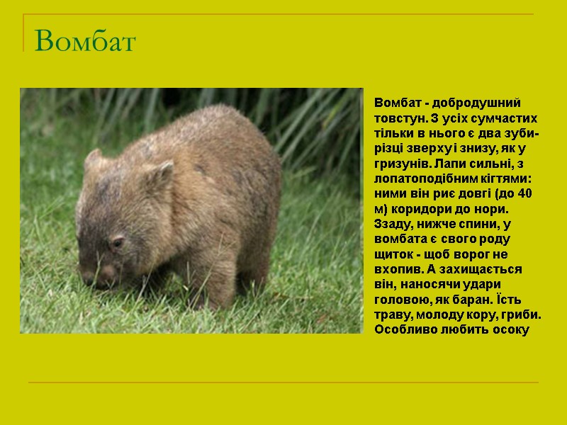 Вомбат Вомбат - добродушний товстун. З усіх сумчастих тільки в нього є два зуби-різці